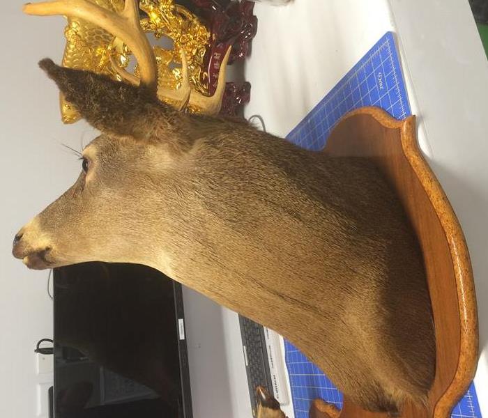 a picture of a taxidermy deer head on a wood plaque